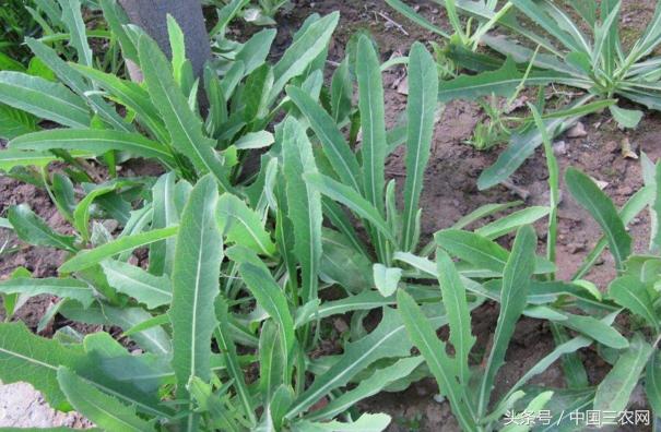 农村一种春季野菜 民间称它为"补钙菜"含钙量堪比钙片|苣荬菜|野菜