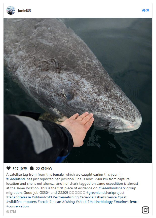 科学家估算出格林兰岛鲨鱼的年龄可能超过500岁|鲨鱼|科学家|格陵兰岛