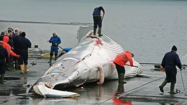 捕鲸血腥图片