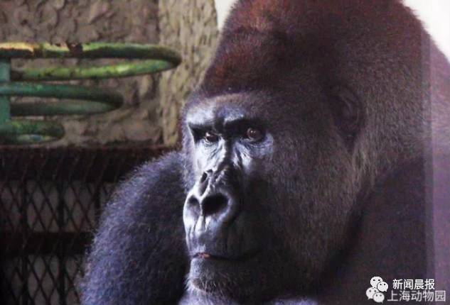 小旁友心碎了上海第一只黑金刚博罗曼走了享年44岁相当于人类90岁