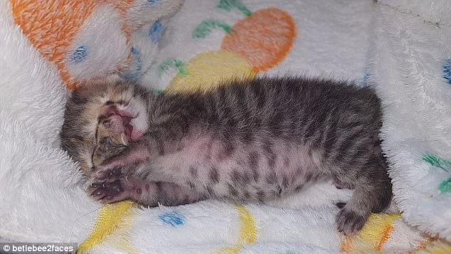 视频双面三眼小奶猫死里逃生出生仅11天轰动网络