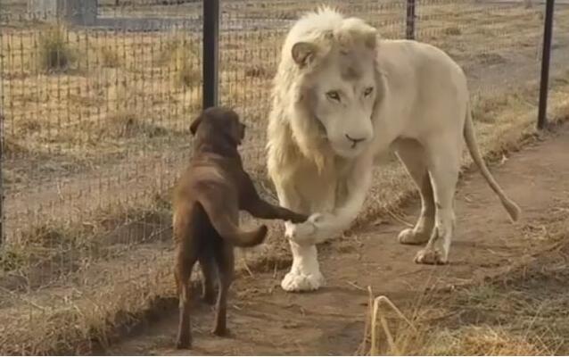 狮子与狗握手视频走红网民太绅士太男人图
