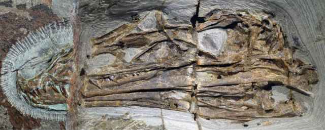 巨嵴彩虹龙化石的头部 沈阳师范大学供图  四问:"彩虹"为什么那么重要