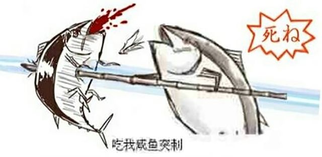 你知道咸鱼表情包里的那只到底是什么鱼吗