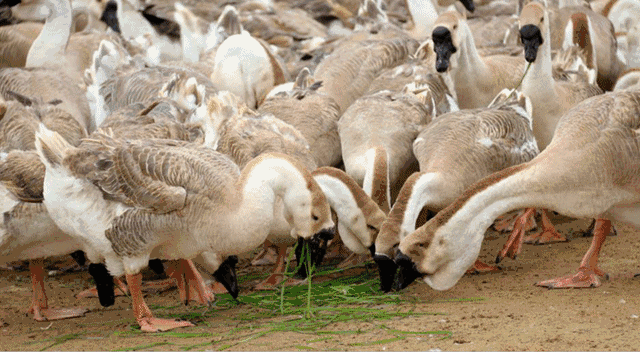 640_352gif 动态图 动图