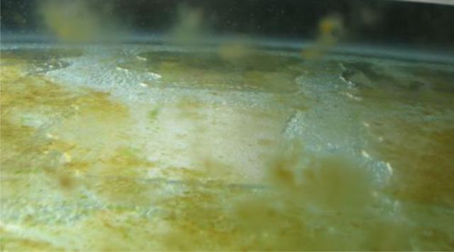 褐藻,它就是一个粘人的小妖精褐藻,是底栖硅藻的一种,是鱼缸里的常客.