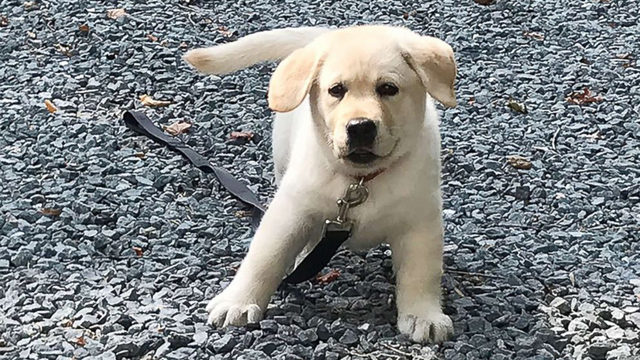 孟买一狗狗每晚等同一班列车只为寻找喂过它的一位旅客