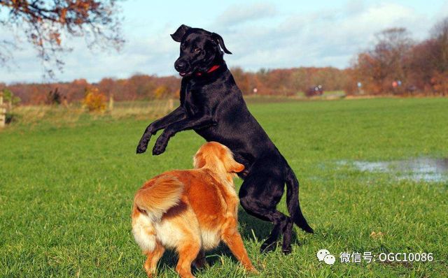 此地出现马脸人身怪物意外发现秘密人体实验用人和动物做杂交