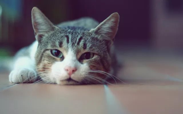 我是猫 我是猫 夏目漱石 主人 欢迎访问北京农业职业学院 国际教育学院 机电工程学院faceedu 我是猫 我是猫 夏目漱石 主人 欢迎访问北京农业职业学院 国际教育学院 机电工程学院faceedu