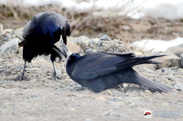新疆鸟友拍到乌鸦嘴对嘴喂食画面,这是乌鸦在"养老"吗?