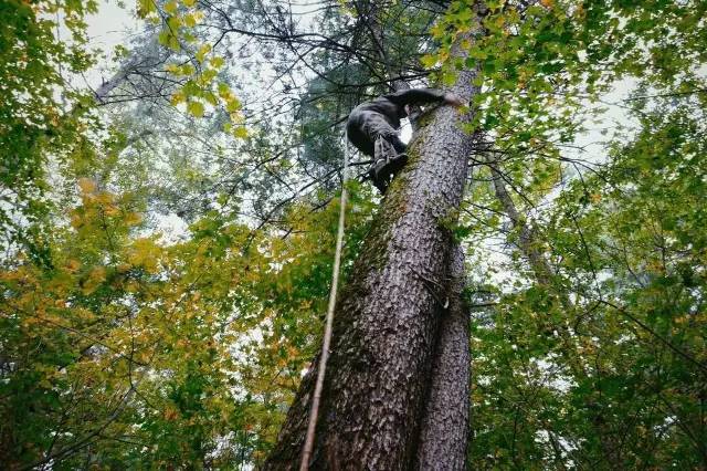 采塔人几乎是徒手爬上二三十米的红松树将松塔打下来.