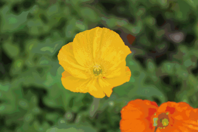 新春赏花更花心思去看高海拔才有的映山红吧