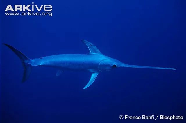 你很难通过长相将长着尖嘴的剑鱼,纤长的带鱼和膀大腰圆的蓝鳍金枪鱼