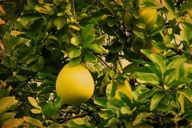 挑好货 香泡 文旦 柚子 宁波老餮们分得清这三种水果么 手机新浪网