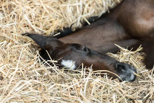 科普文马儿的睡觉姿势你了解多少