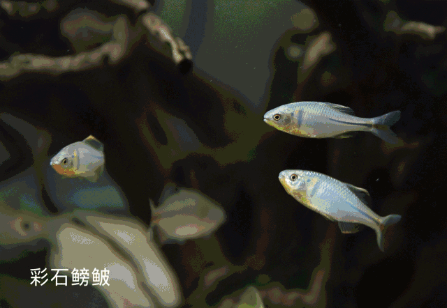 640_442gif 动态图 动图