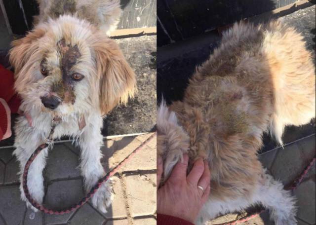 为了"生存",它遭受疯狂的咬死.揭开真相后,让人心酸!