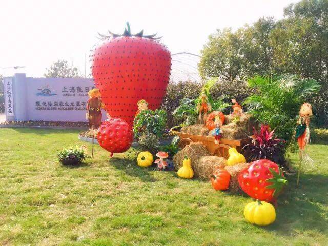 冬季草莓旺季来啦崇明草莓文化节有美味还有iphone7等你来