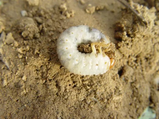 中国人去年吃掉一个泰国的gdp总算明白中国为什么叫china了