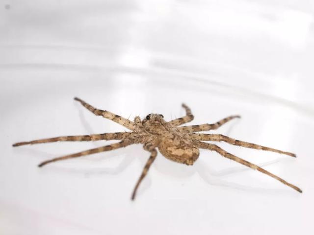 360度无死角的闪电伏击它可能才是你在野外最不想遭遇的对手