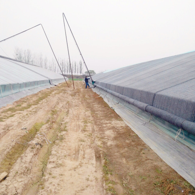 【帮第一书记支招】成武:金针菇,西葫芦,大棚里的故事多