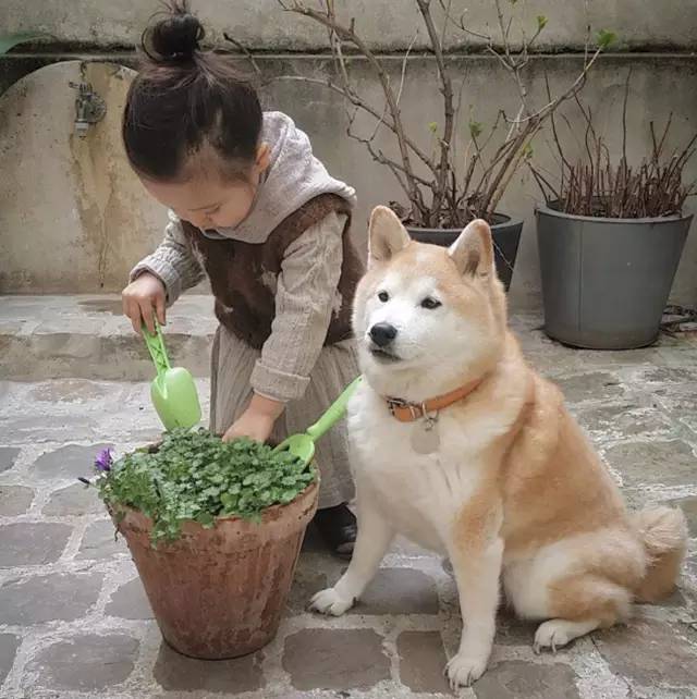 3岁混血小萝莉火了她和胖柴犬的甜蜜日常萌翻看多少遍都不腻