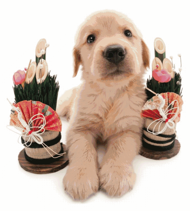 "the dog"诞生于2000年,最初是一本狗狗的写真集,通