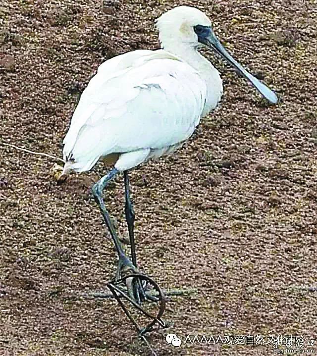 深晚荐读紧急转发别再伤害它们发现捕鸟器请马上举报