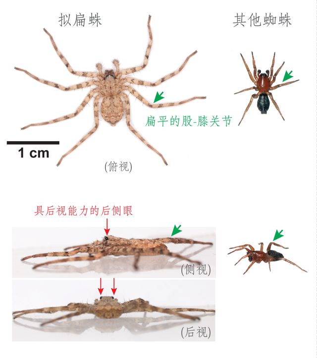 360度无死角的闪电伏击它可能才是你在野外最不想遭遇的对手