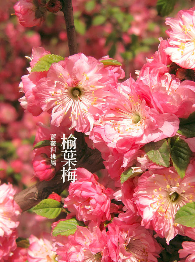 榆叶梅  的粉黛之色层枝尽染,和粉色相对的黄色,连翘花像金黄的萍布