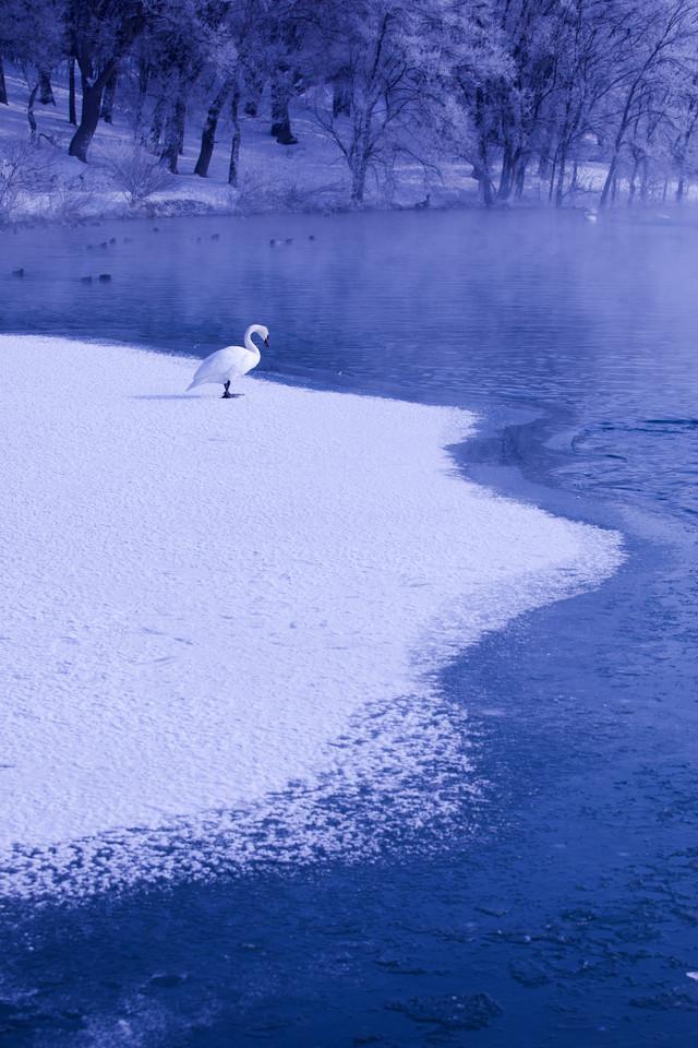 银色世界冰上天鹅