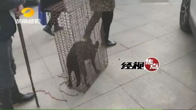 湖南女子买新车当街杀狗祭车如此习俗实在太狗血