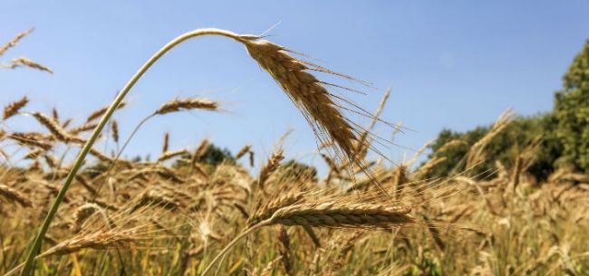 专家解读农业部撤销合并:大部制呼唤涉农资金