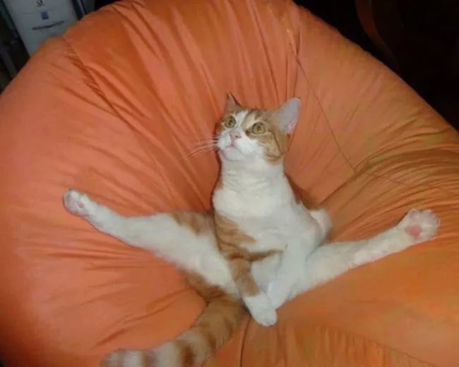 就没有喵星人摆不出来的姿势