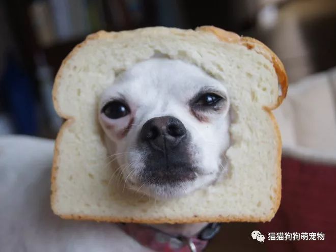 狗头有个面包的图片图片