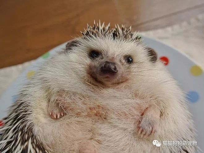 被加上了表情的刺猬,简直不要太萌