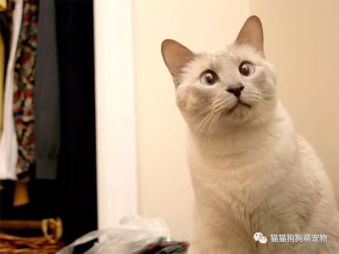 看完这些对眼儿的喵星人感觉自己也对眼儿了