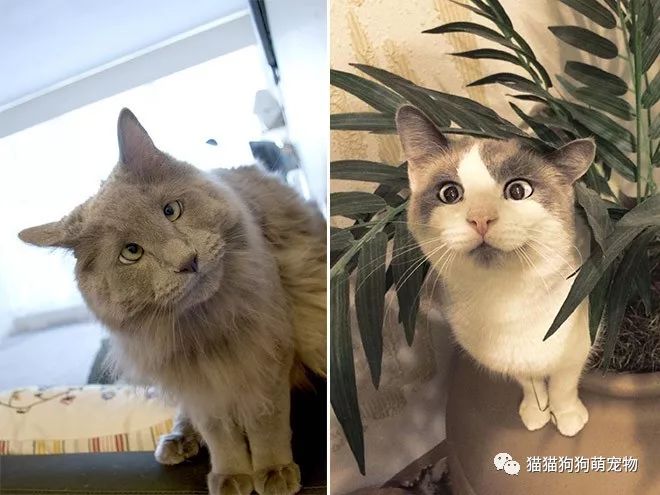 看完这些对眼儿的喵星人感觉自己也对眼儿了