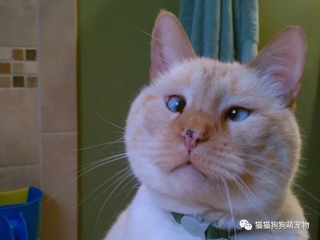 看完这些对眼儿的喵星人感觉自己也对眼儿了