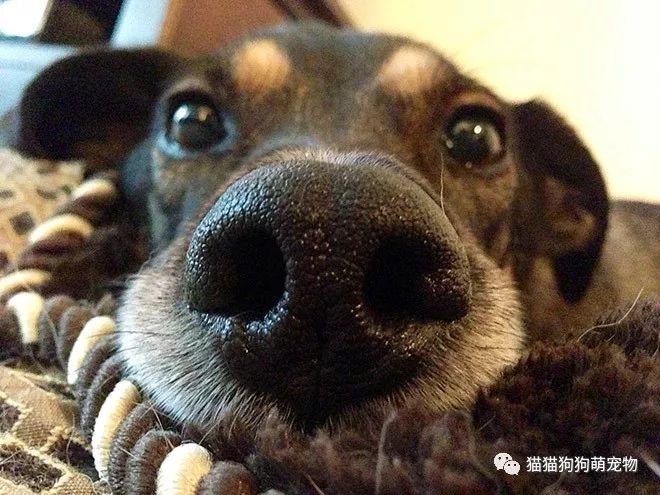 真的是无法抗拒狗狗鼻头的这种诱惑