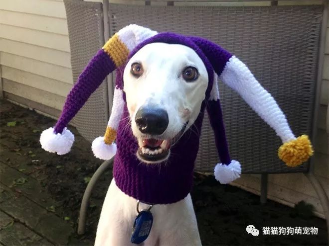 有着一顶奇葩帽子的汪星人太有趣了