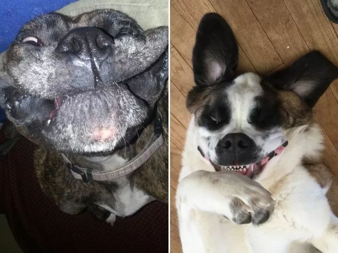 颠倒的汪星人,各种表情简直让你想象不到