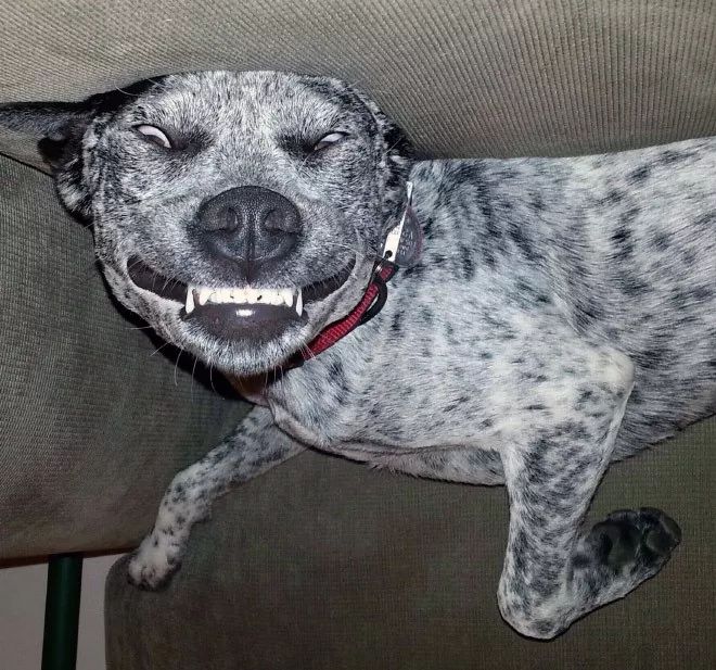 颠倒的汪星人,各种表情简直让你想象不到