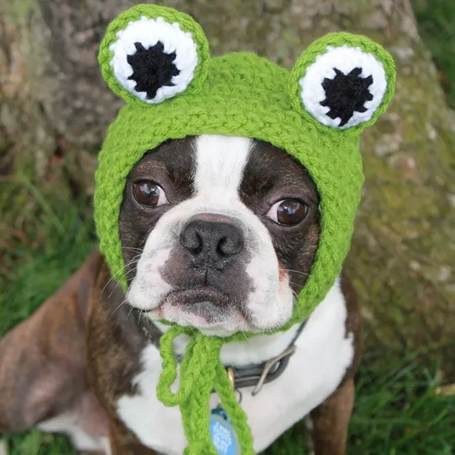 带毛线帽的汪星人,是不是超级可爱呢