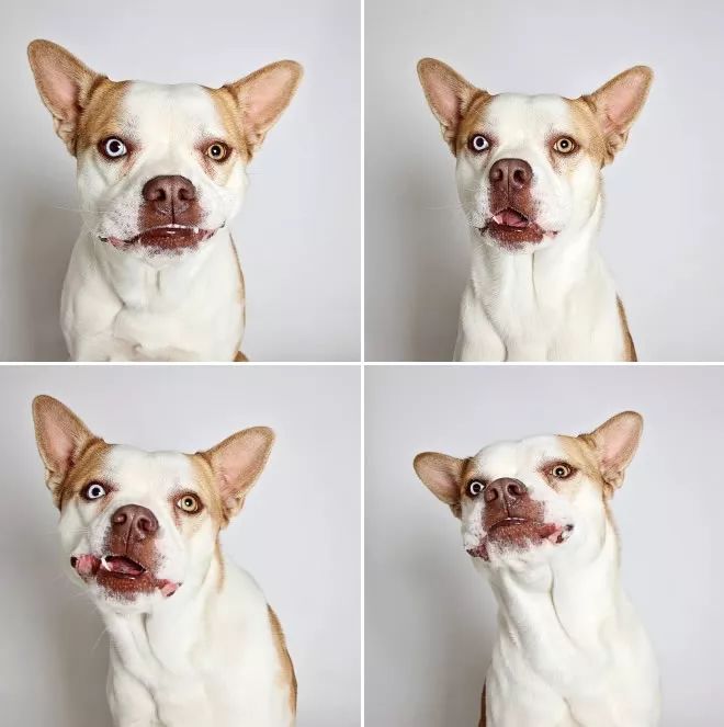 汪星人的四连拍,哪一张会萌到你?