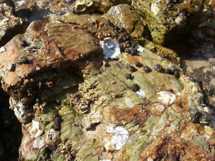 在赶海的年代,当海水退潮时,大连人都爱去海边捡波螺.