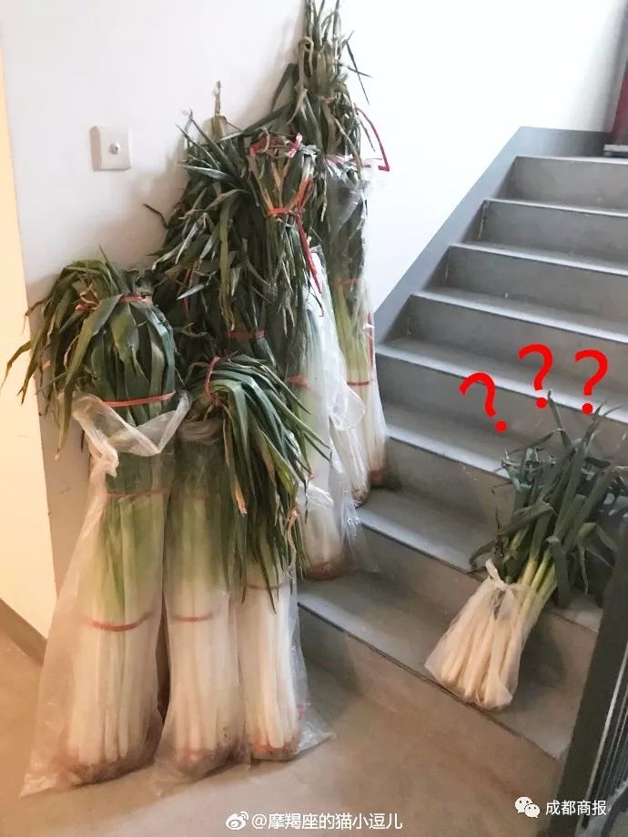 南方妹子遇北方大葱疯了:长20多年还没葱高(图)