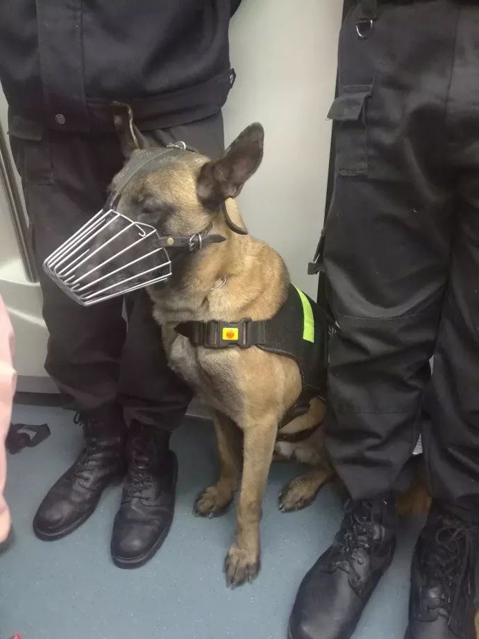 狗狗|导盲犬|人类_新浪新闻