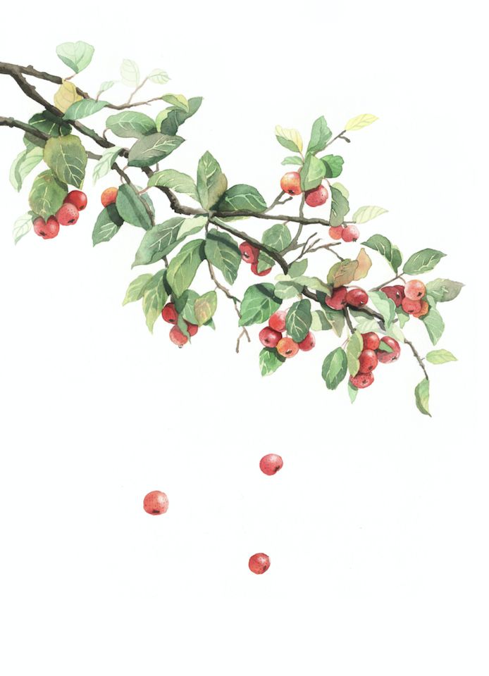 森系水彩插画10节课报名啦!最唯美最流行的水彩表现