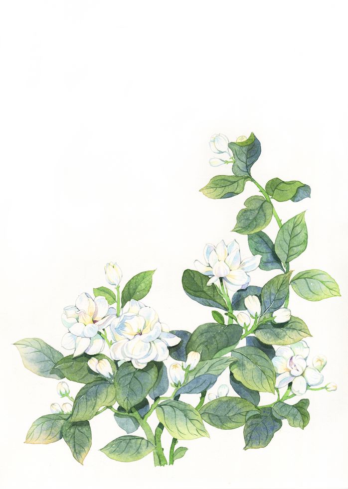 ▼植物水彩▼小鸟水彩▼金鱼水彩▼森系人物水彩森系水彩插画作品哆多